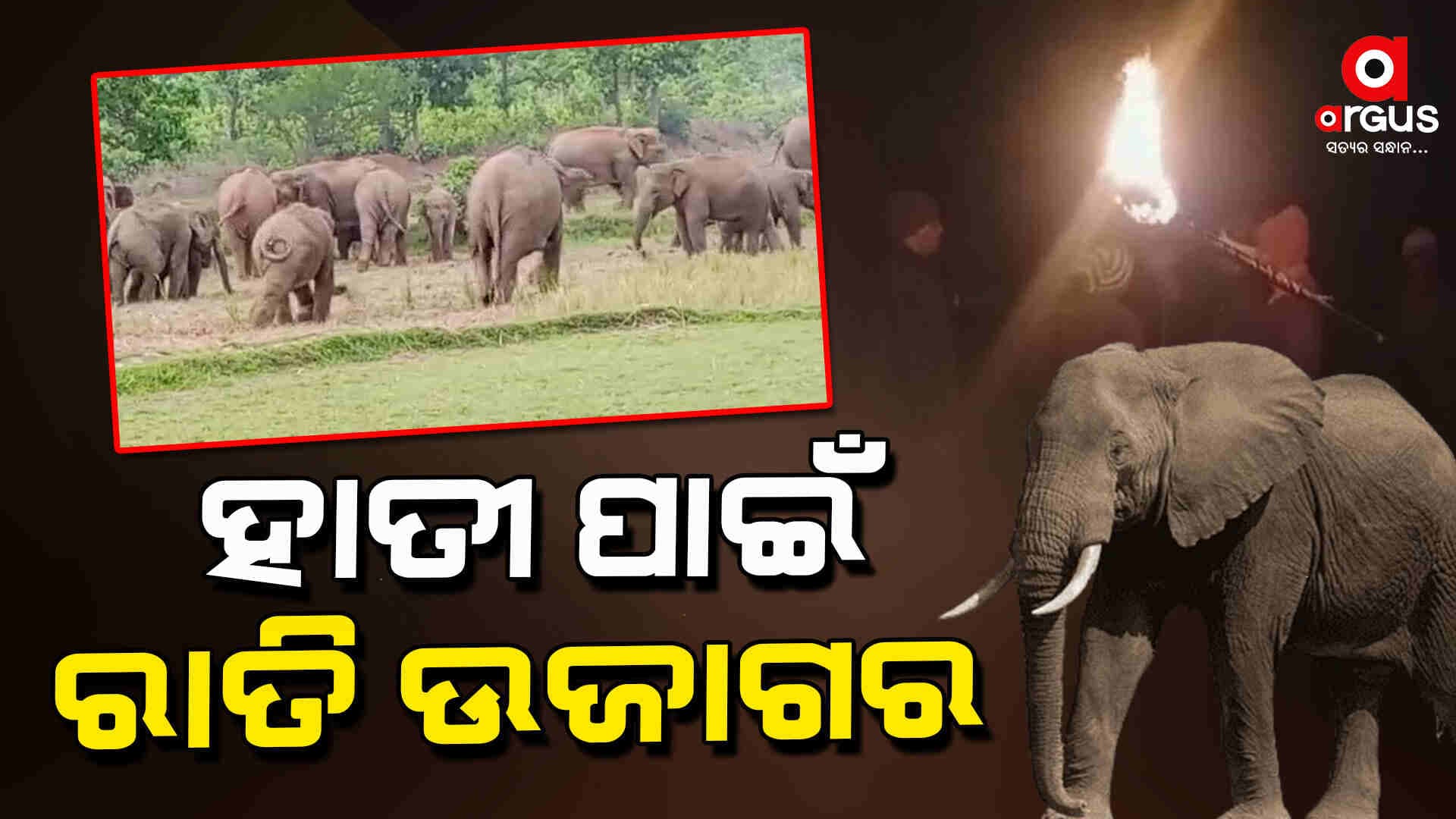 ଚାଷୀଙ୍କ ନିଦ ହଜାଇଛି ହାତୀ ପଲ