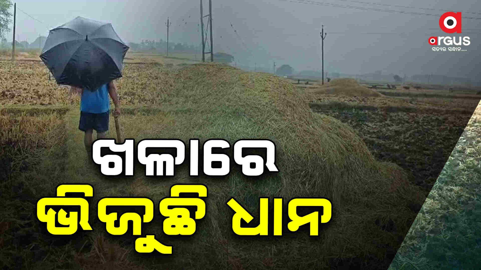 ଅଦିନିଆ ଲଗାଣ ବର୍ଷାରେ ଖଳାରେ ଭିଜୁଛି ଧାନ: ଚାଷୀ ହତାଶ