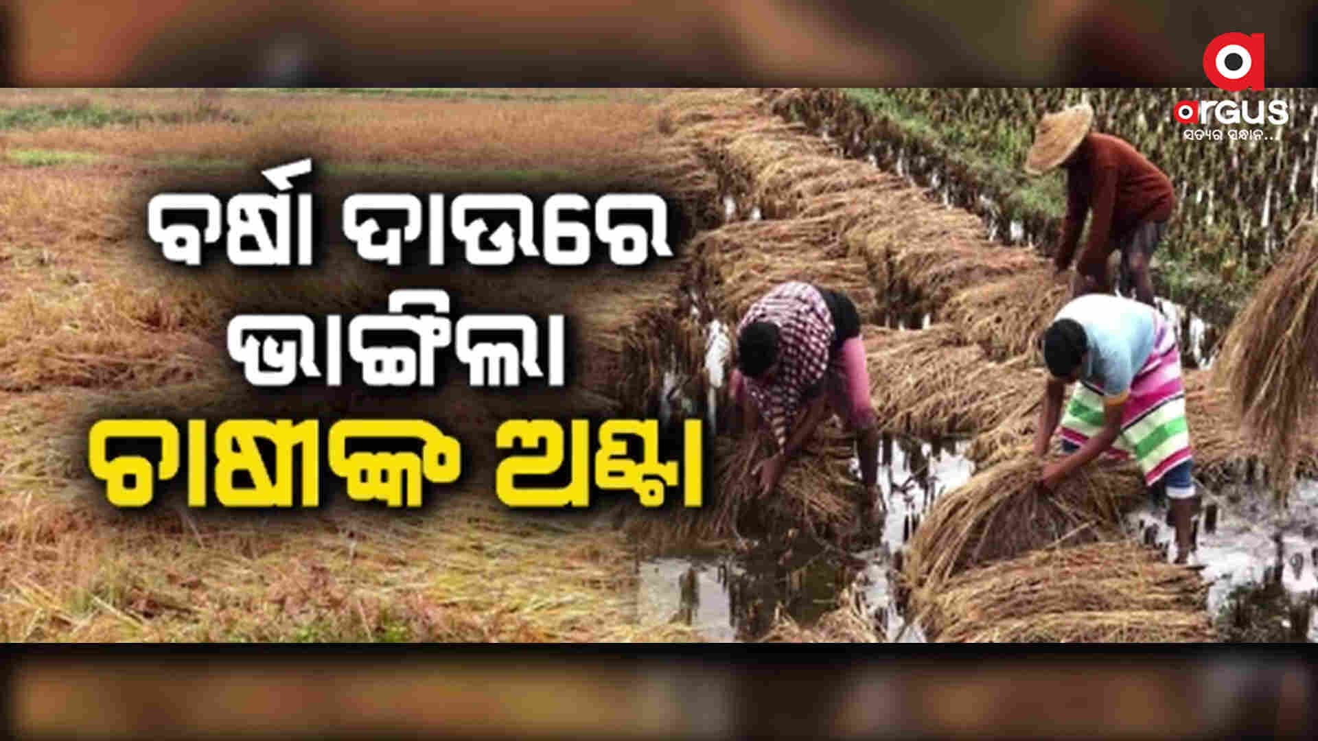 କେମିତି ଉଠିବ ଧାନ ତାକୁ ନେଇ ବଢିଲା ଚାଷୀଙ୍କ ଚିନ୍ତା