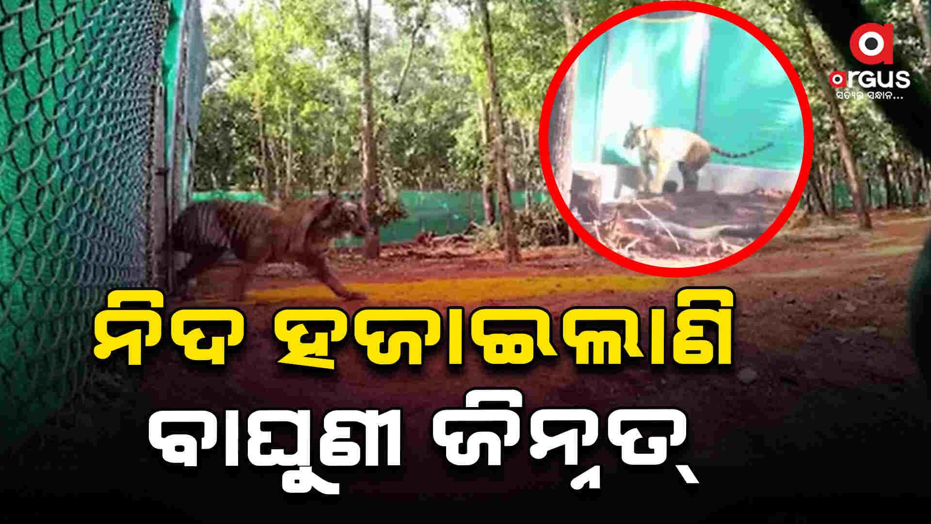 ବନବିଭାଗର ନିଦ ହଜାଇଲାଣି ମହାରାଷ୍ଟ୍ରରୁ ଶିମିଳିପାଳ ଅଣାଯାଇଥିବା ବାଘୁଣୀ ଜିନ୍ନତ୍ 