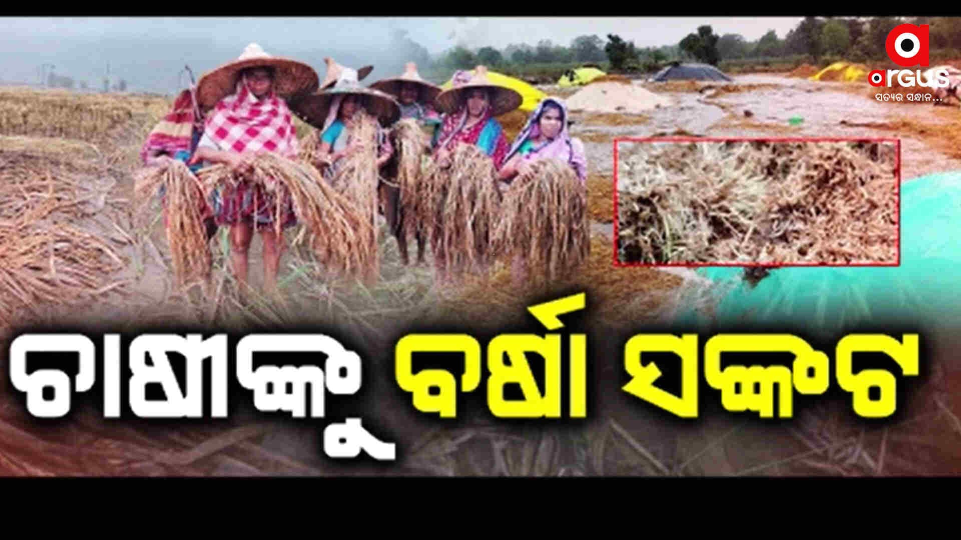 ଚାଷୀଙ୍କ ଦମ୍ଭ ଭାଙ୍ଗି ଦେଇଛି ଅଦିନିଆ ବର୍ଷା