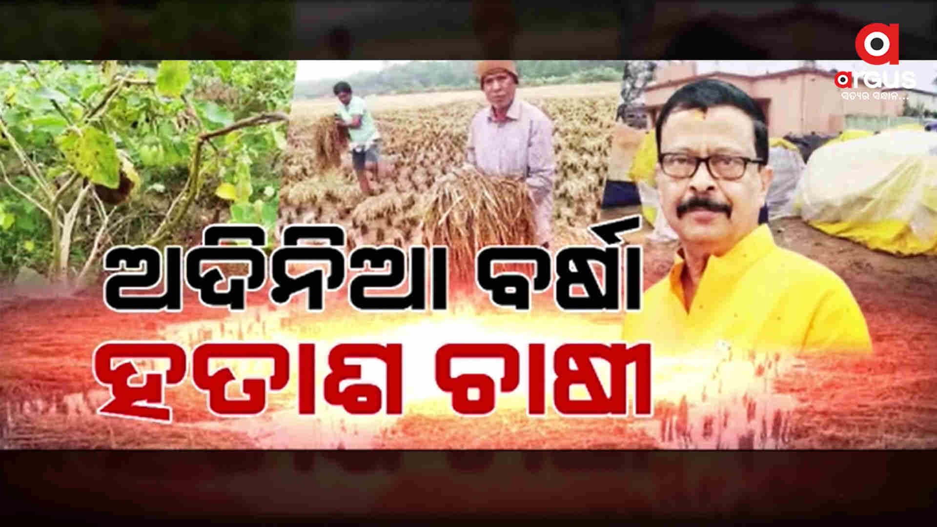 ଅଦିନିଆ ବର୍ଷା ଉଜାଡି ଦେଲା ସୁନାର ଫସଲ