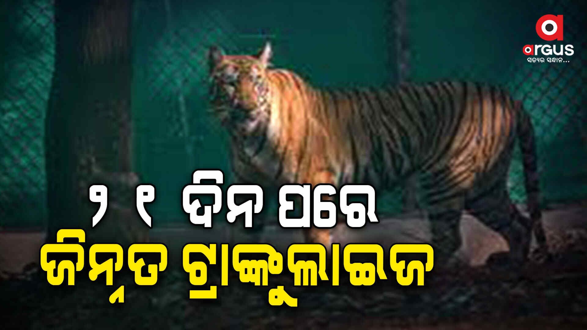 ୨୧ ଦିନ ପରେ ଜିନ୍ନତ ଟ୍ରାଙ୍କୁଲାଇଜ ହେଲା ବାଘୁଣୀ ଜିନ୍ନତ