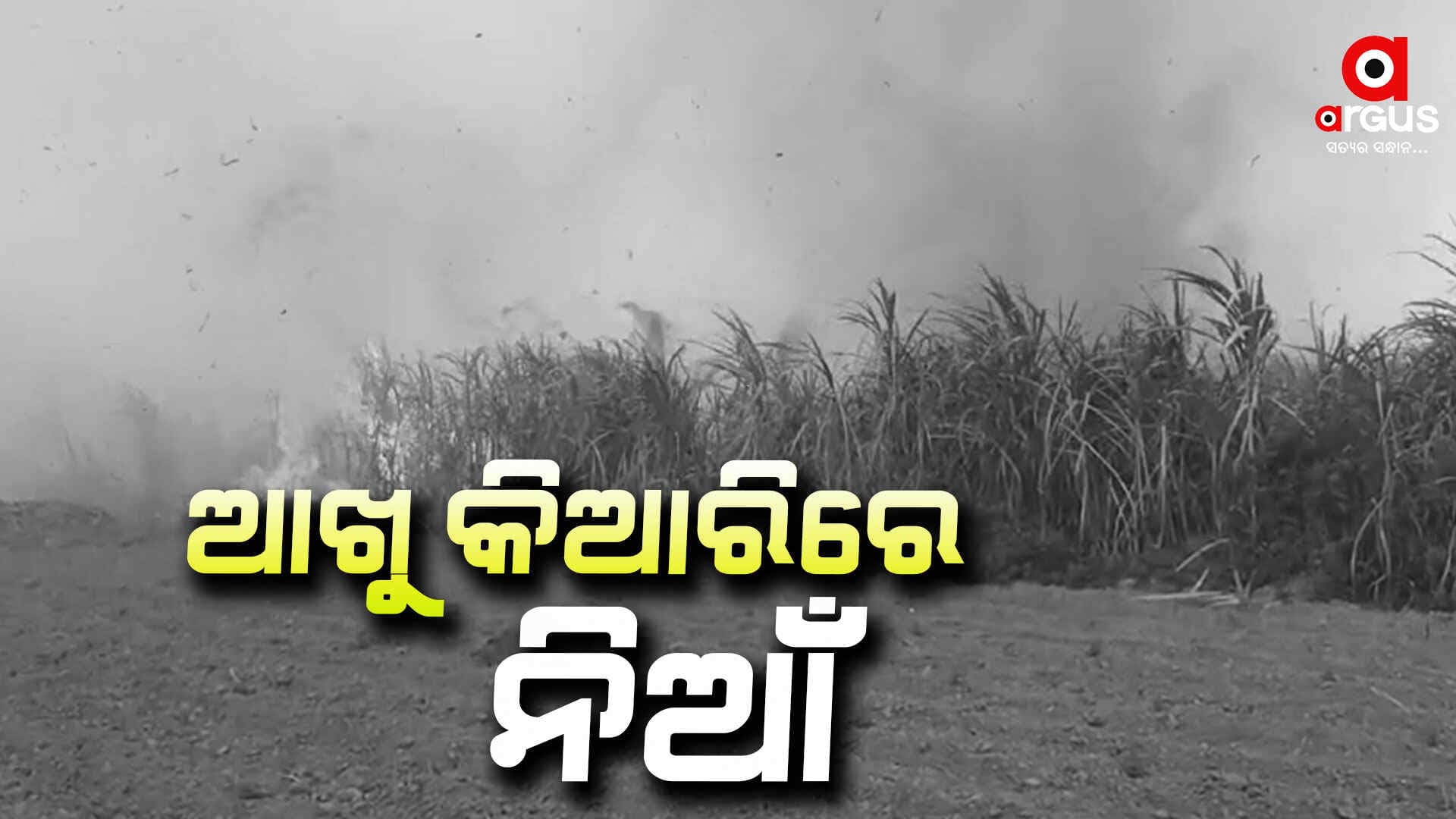 ହୁତୁ ହୁତୁ ହୋଇ ଜଳୁଛି ହେକ୍ଟର ହେକ୍ଟର ଆଖୁ କିଆରି