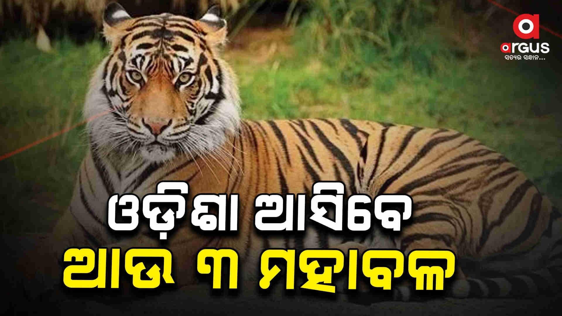 ଖୁବଶୀଘ୍ର ଓଡ଼ିଶା ଆସିବେ ଆଉ ତିନି ମହାବଳ ବାଘ