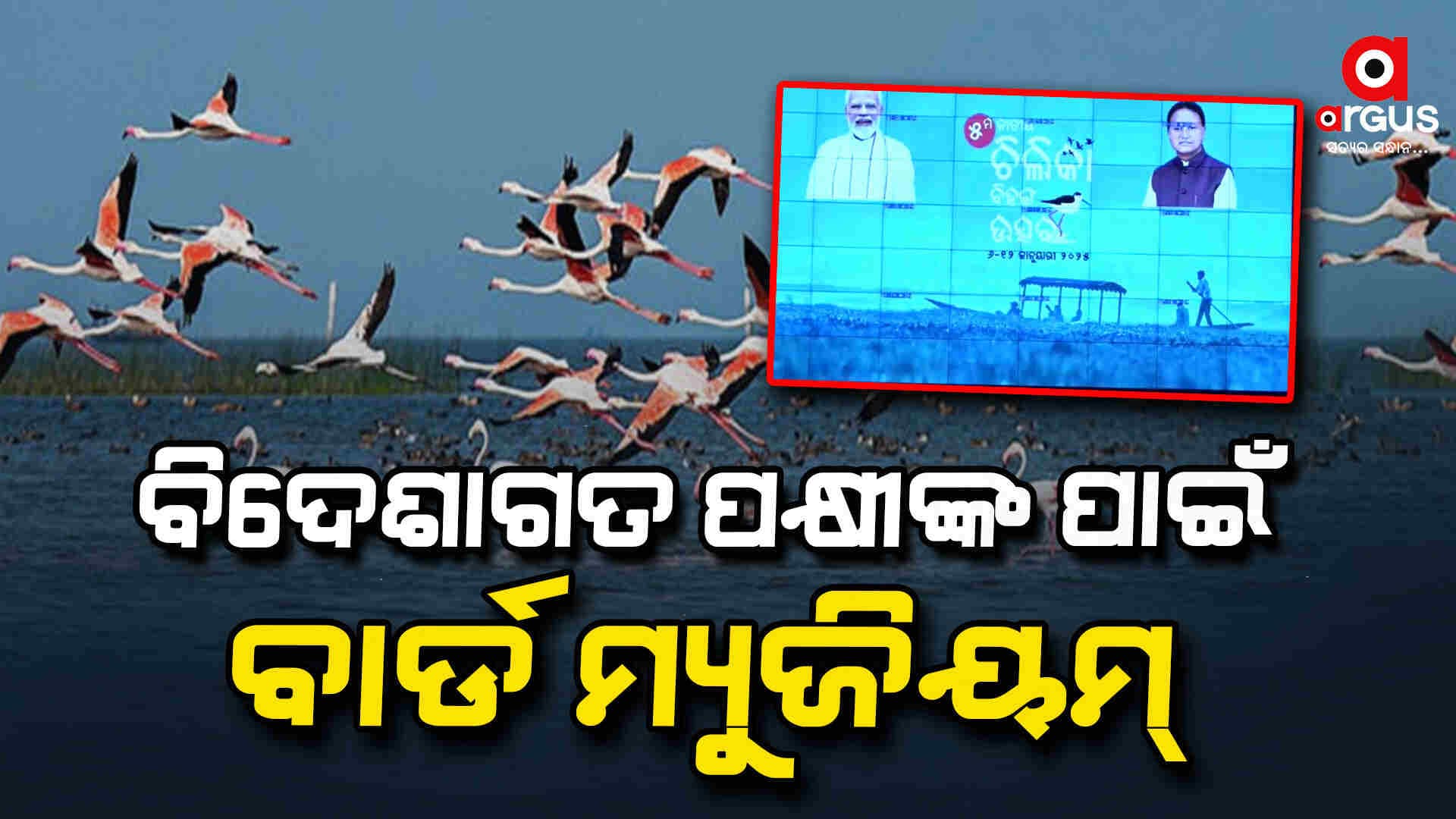 ଆଜିଠୁ ଚିଲିକା ବିହଙ୍ଗ ଉତ୍ସବ 
