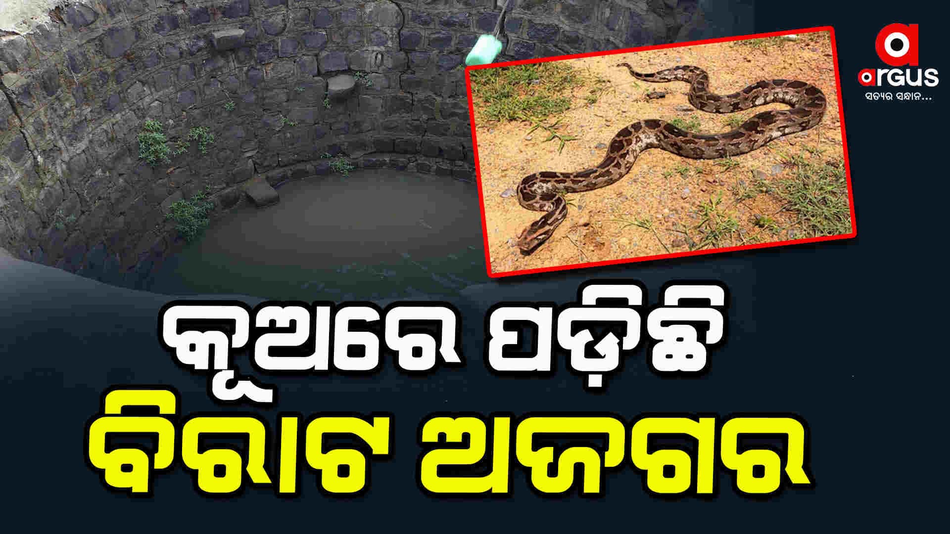 ଅଜଗର ସାପର ଜୀବନ ବଞ୍ଚାଇବାକୁ ଉଦ୍ୟମ