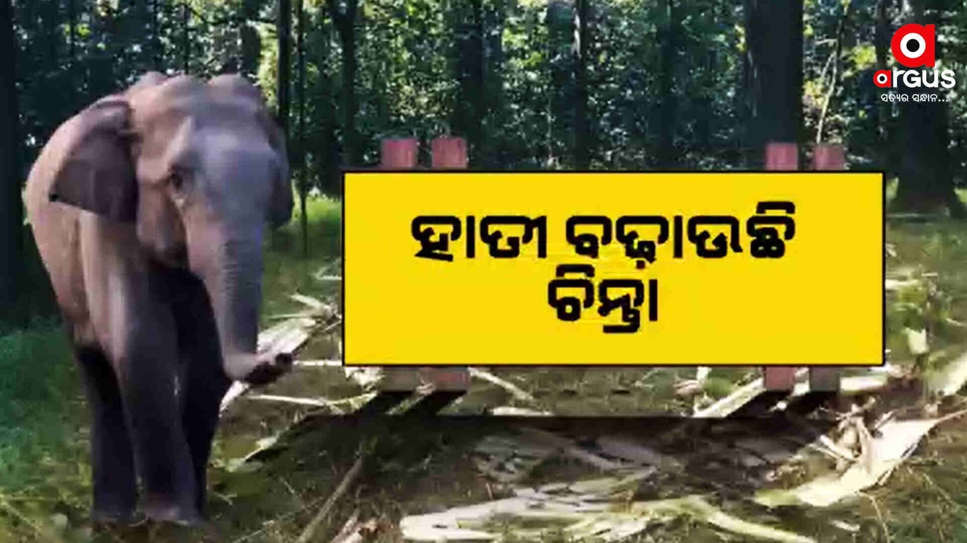 ଉପାନ୍ତରେ ବଢୁଛି ହାତୀ ଉପଦ୍ରବ