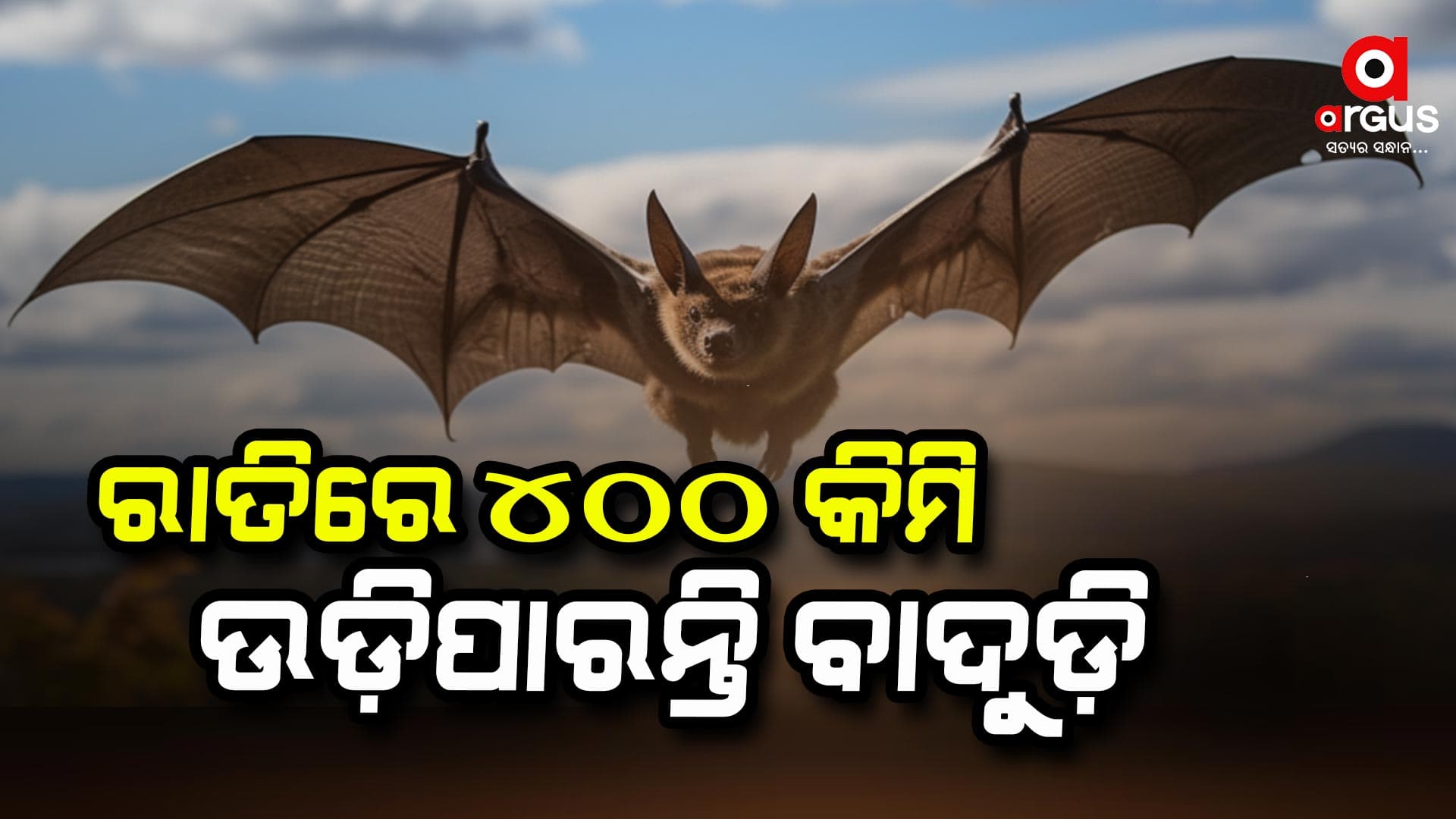 ବାଦୁଡି ପକ୍ଷୀର ଅଜଣା କଥା, ବେଗ ବଢ଼ାଇବା ପାଇଁ କରନ୍ତି...