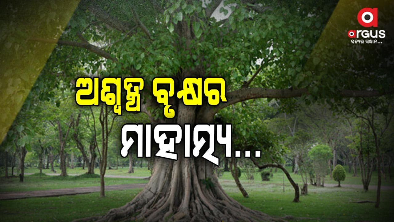 ଜାଣନ୍ତୁ କଣ ରହିଛି ଅଶ୍ୱତ୍ଥ ବୃକ୍ଷର ମାହାତ୍ମ୍ୟ