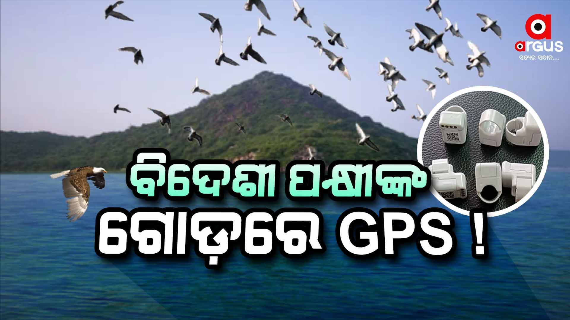 ପକ୍ଷୀଙ୍କୁ ଟ୍ରାକ୍‌ କରିବ ବନ ବିଭାଗ