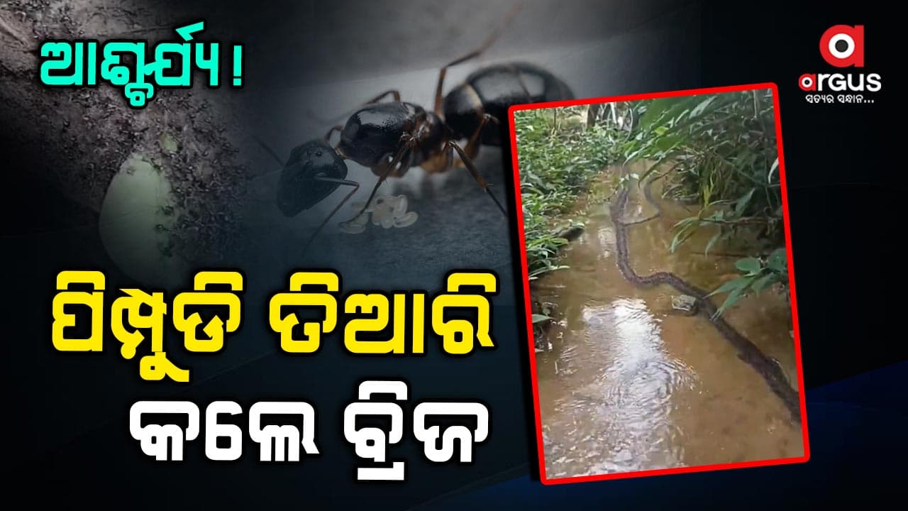 ପାଣିରେ ବ୍ରିଜ ତିଆରି କଲେ ପିମ୍ପୁଡି, ଭାଇରାଲ ହେଲା ଭିଡିଓ