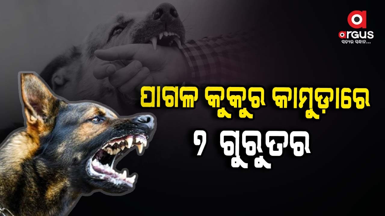 କମର୍ଦ୍ଦା ବଜାରରେ ପାଗଳ କୁକୁର ଆତଙ୍କ