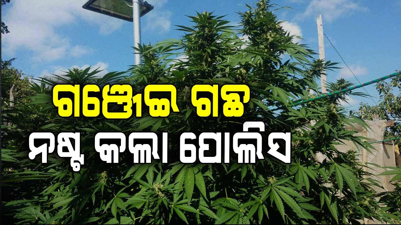 ବ୍ୟାପକ ଗଞ୍ଜେଇ ଗଛ ନଷ୍ଟ କଲା ମନମୁଣ୍ଡା ପୋଲିସ