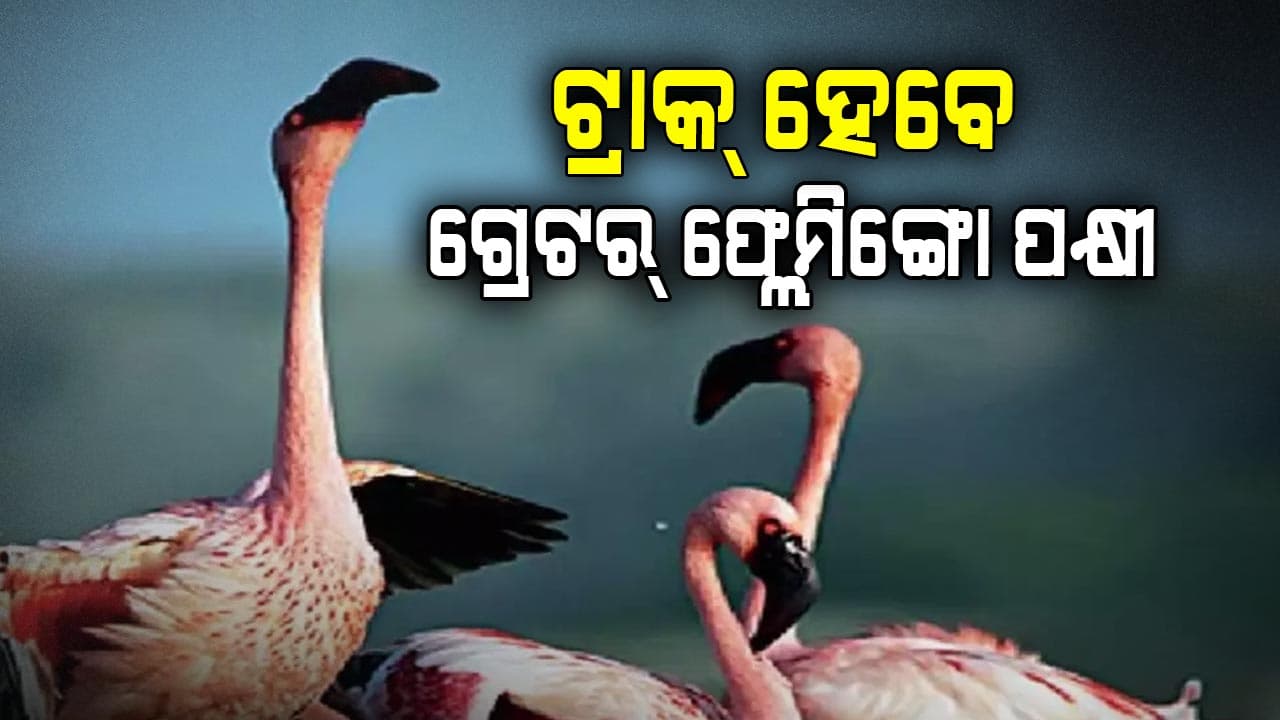 ବିଦେଶୀ ପକ୍ଷୀଙ୍କ ଗୋଡରେ ଲାଗିଲା ଟ୍ରାନ୍ସମିଟର