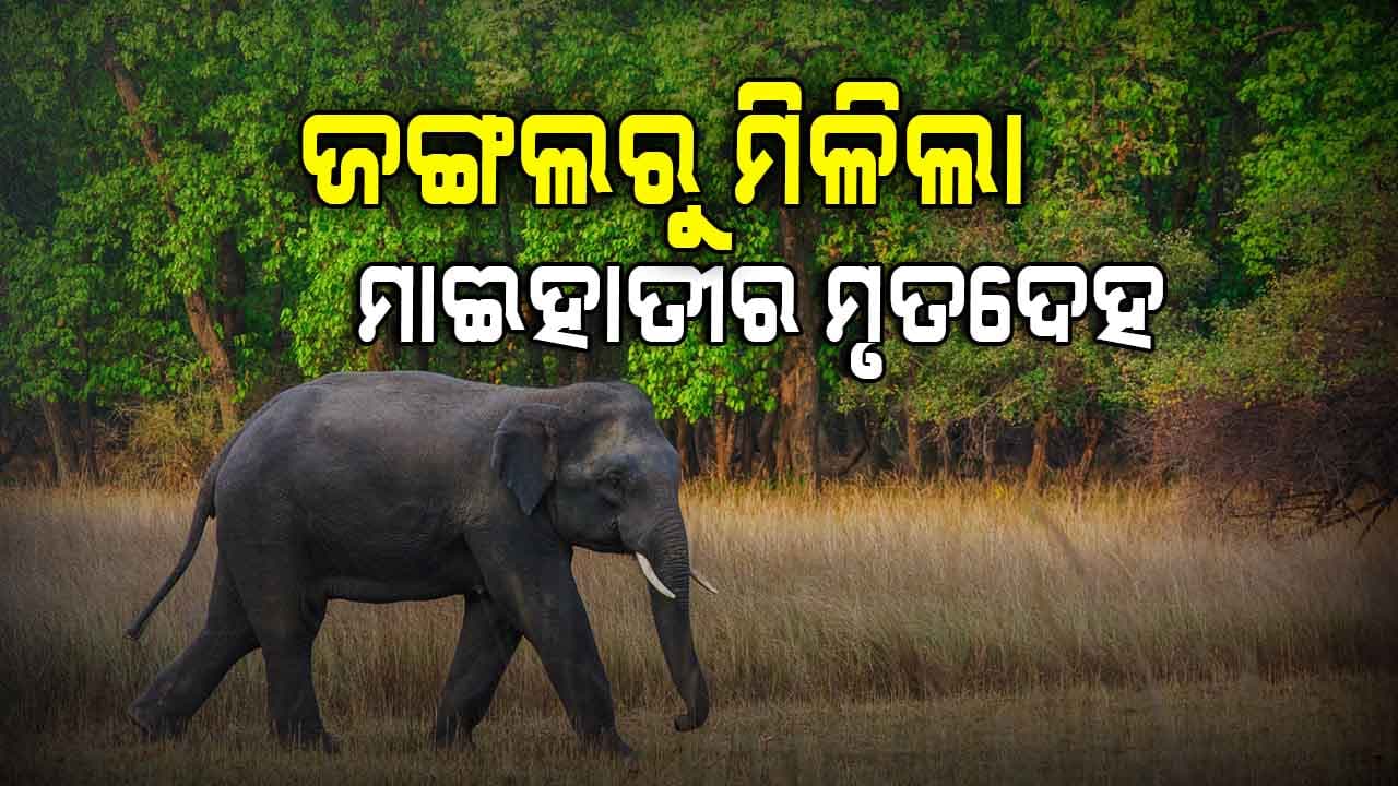 ଖୋର୍ଦ୍ଧା ରେଞ୍ଜ କଣିବାରି ଫସଲ କ୍ଷେତରୁ ଏକ ମାଈହାତୀର ମୃତଦେହ ଉଦ୍ଧାର