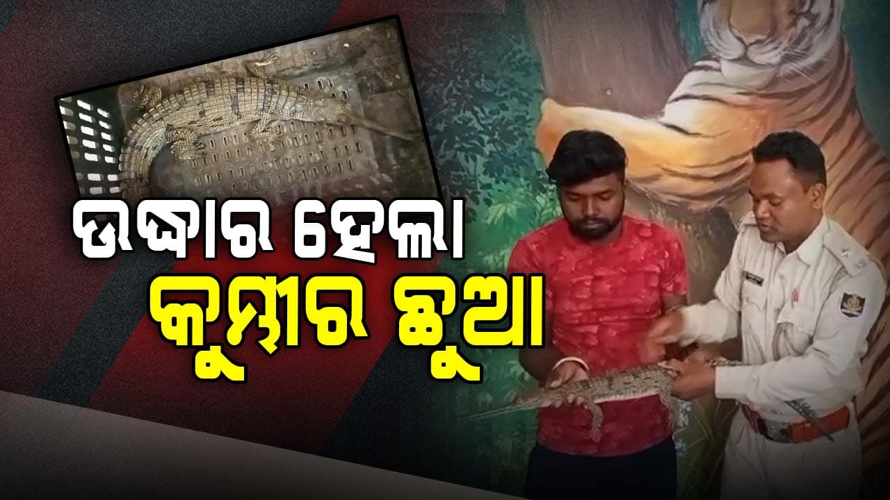 ମହାନଦୀ ଘାଟରୁ ଘଡ଼ିଆଳ କୁମ୍ଭୀର ଛୁଆ ଉଦ୍ଧାର 