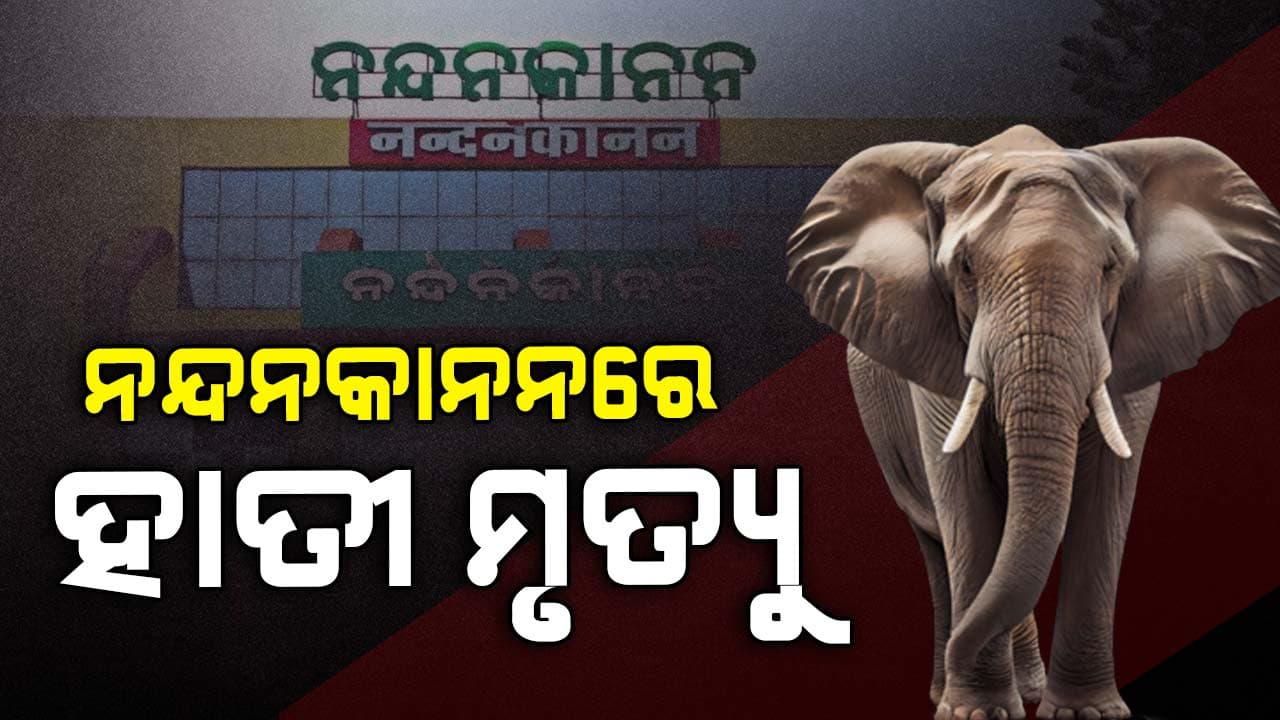 ଚିକିତ୍ସାଧୀନ ଅବସ୍ଥାରେ ଆଖି ବୁଜିଲା ଛୁଆ ହାତୀ