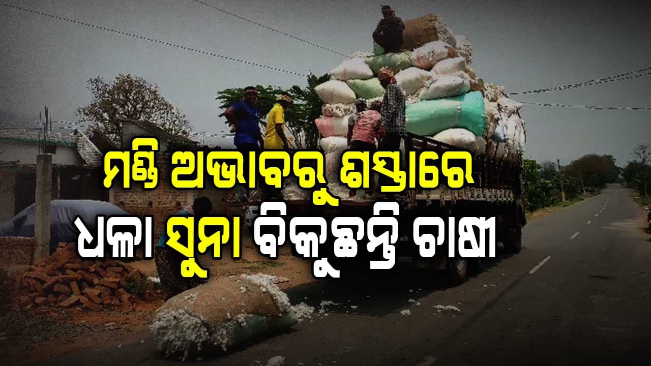 ଅପାରଗ ବିଜେଡି ସରକାର ପାଇଁ କପା ଚାଷୀ ହନ୍ତସନ୍ତ