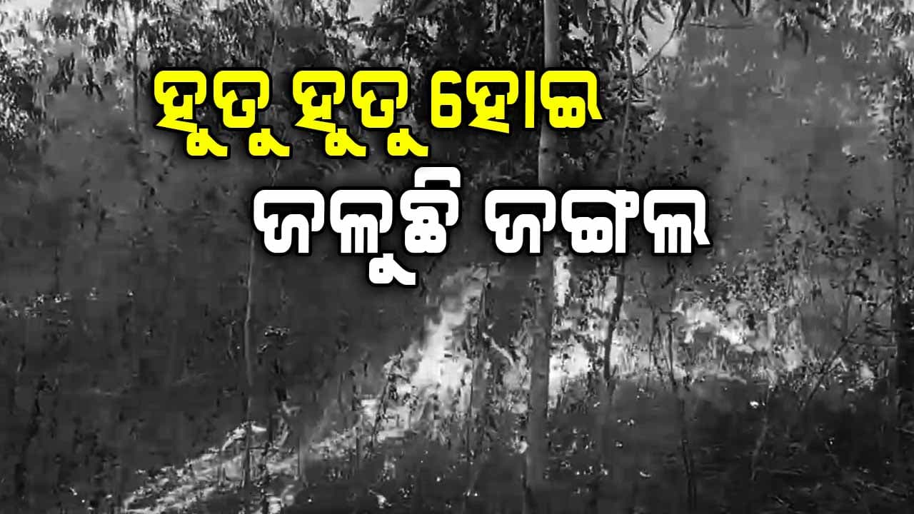 ୟୁକାଲିପଟାସ ଜଙ୍ଗଲରେ ହୁତୁ ହୁତୁ ହୋଇ ଜଳୁଛି ନିଆଁ
