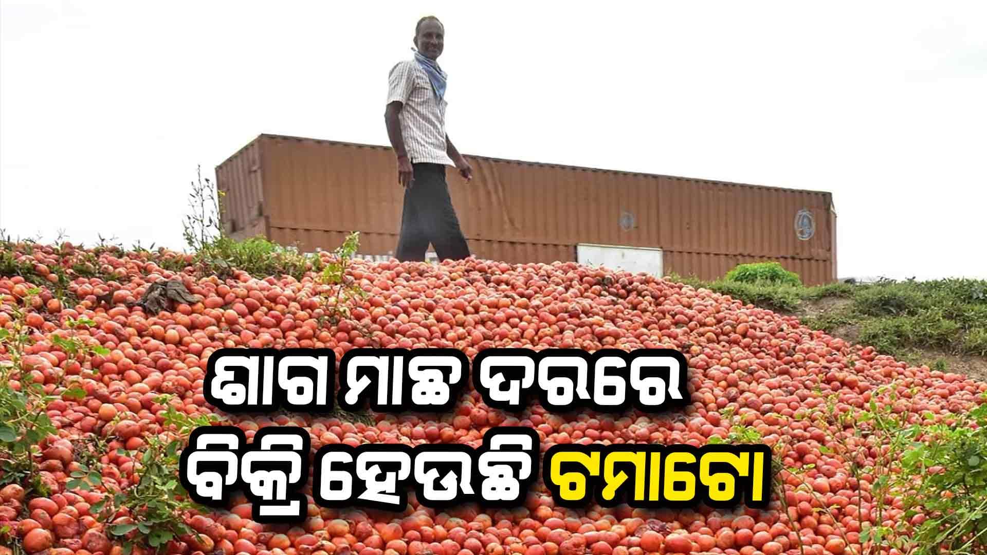 ଅମଳ ଋତୁରେ କେନ୍ଦୁଝର ଟମାଟୋ ଚାଷୀଙ୍କୁ ଅଭାବୀ ବିକ୍ରି ବୋଝ
