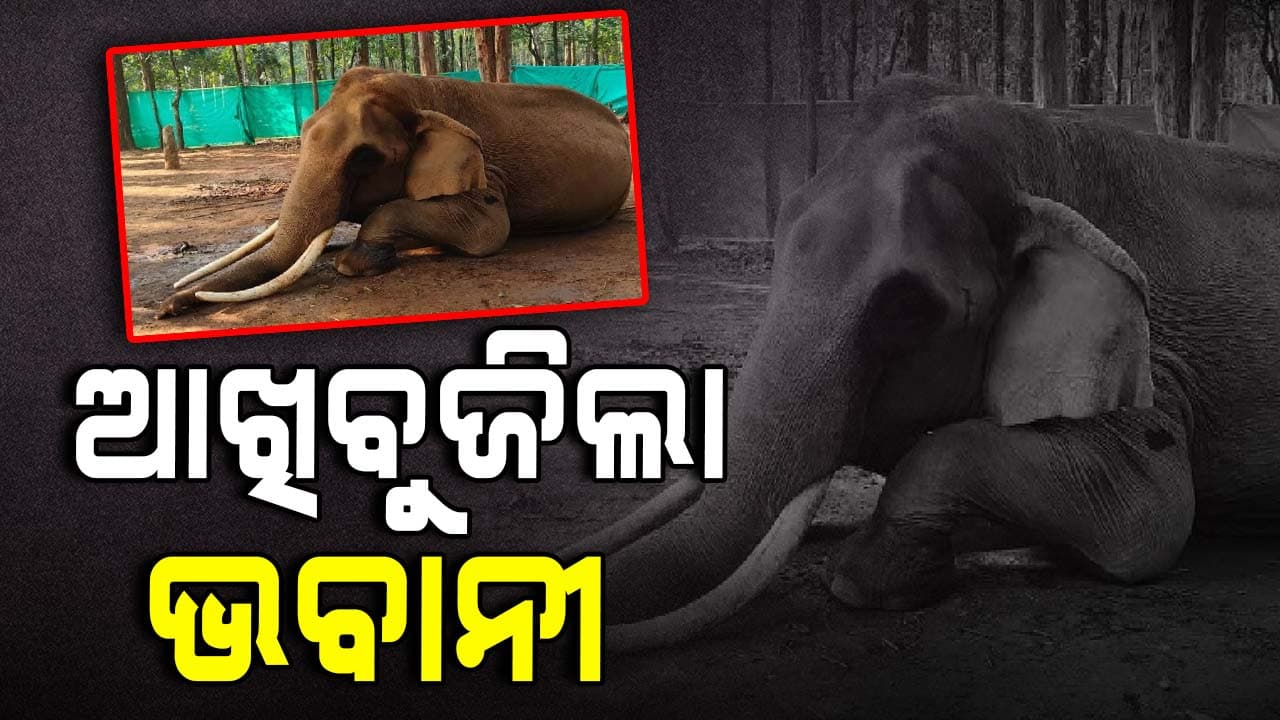 ଶିମିଳିପାଳରେ ପୋଷାହାତୀ ଭବାନୀର ମୃତ୍ୟୁ