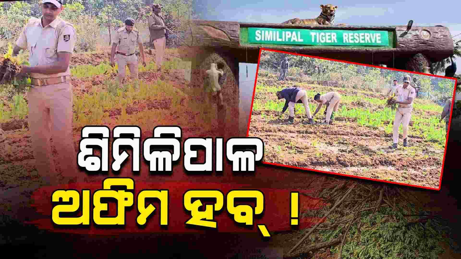 ଯୁଆଡ଼େ ଦେଖିବ ଖାଲି ଅଫିମ ଚାଷ, ହେଲେ ପୋଲିସକୁ ଦିଶୁନି !