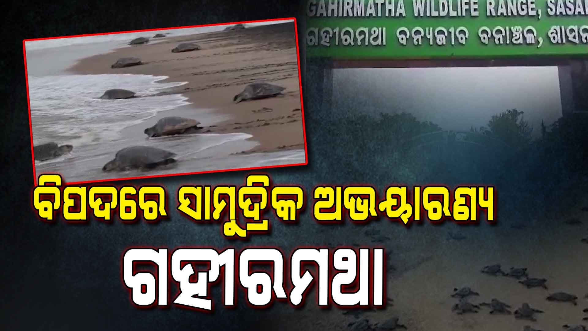 ବିପଦରେ ଓଡ଼ିଶାର ପ୍ରଥମ ସାମୁଦ୍ରିକ ଅଭୟାରଣ୍ୟ ଗହୀରମଥା