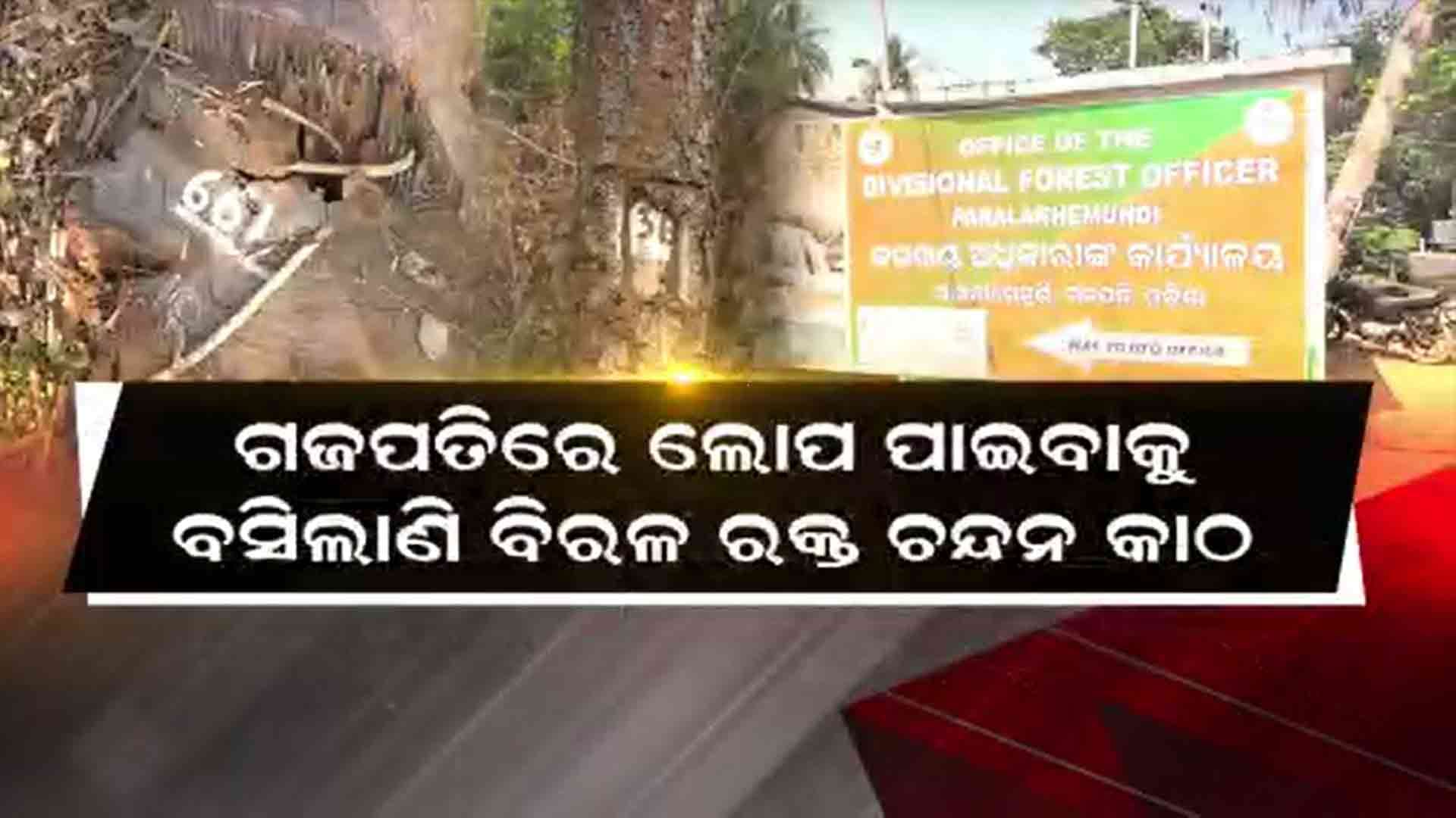 ପୂର୍ବ ବିଜେଡି ସରକାରରେ ସୁରକ୍ଷା ଅଭାବରୁ ବଢିଛି ଚନ୍ଦନ ତସ୍କରୀ