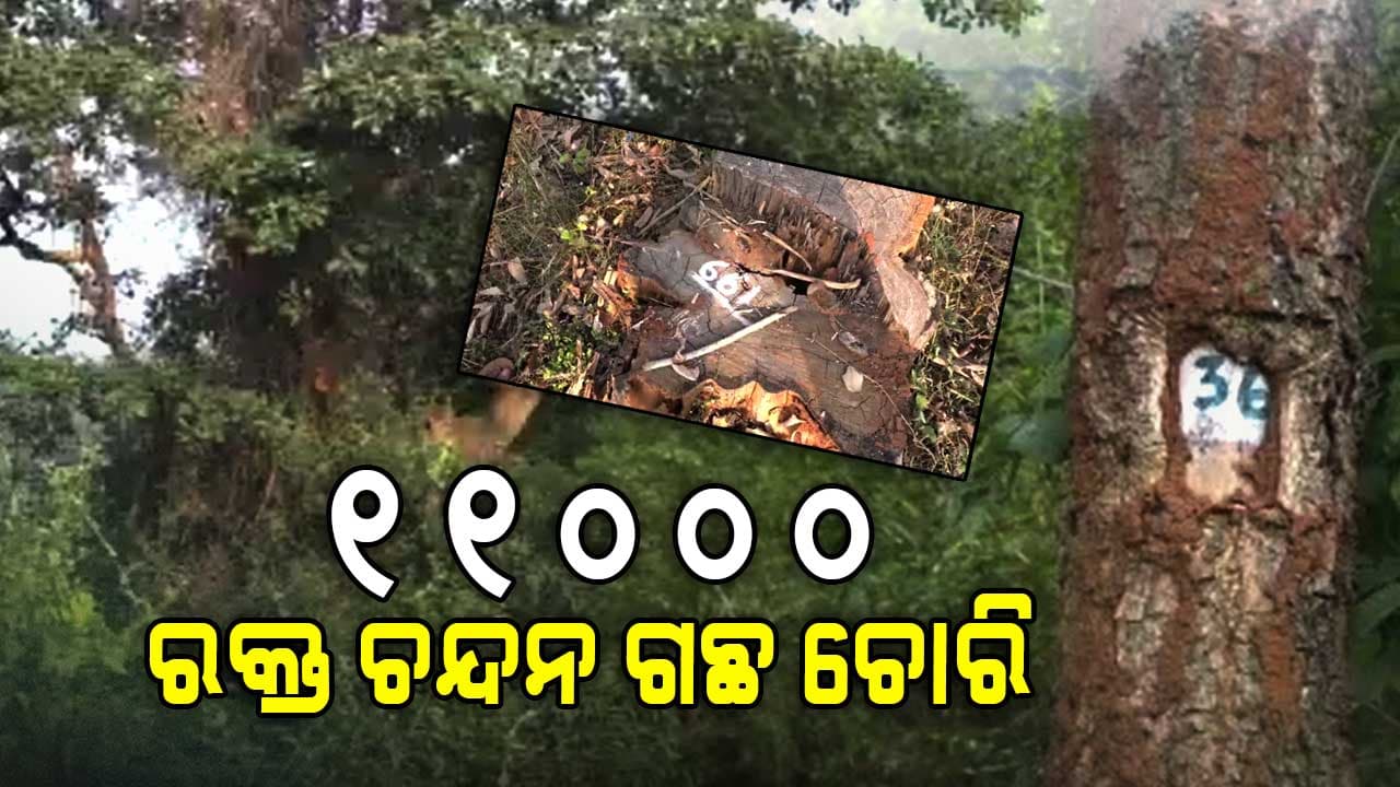 ଜଙ୍ଗଲ ସାରା ଥିଲା ରକ୍ତ ଚନ୍ଦନ ଗଛ, ଏବେ ଖୋଜିଲେ ମିଳୁନି !