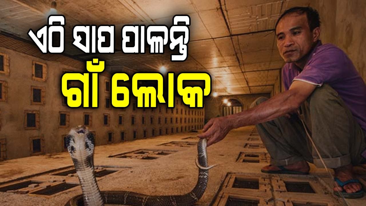 ଏହି ଗାଁର ଲୋକମାନେ ସାପ ଚାଷ କରନ୍ତି 