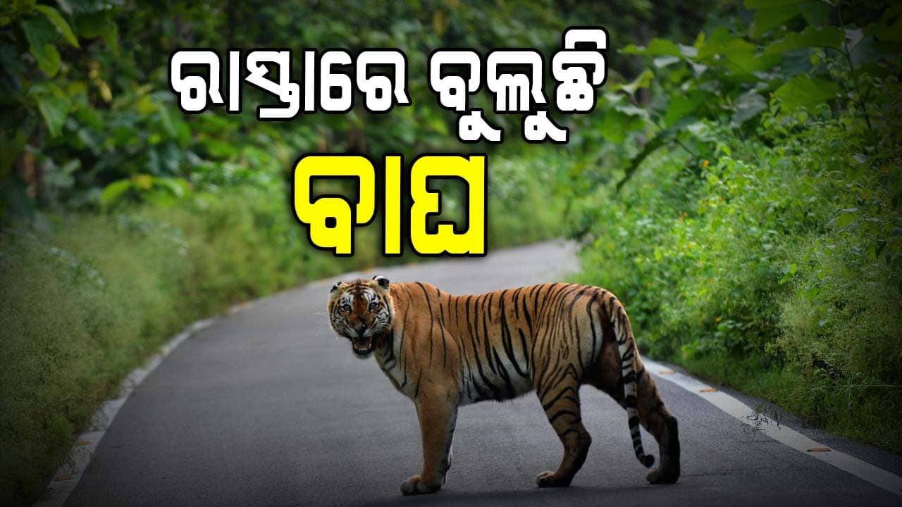 ଜୟପୁର ପ୍ରଗଳା ମୁଖ୍ୟ ରାସ୍ତାରେ ବାଘ ବୁଲୁଥିବା ଭିଡିଓ ଭାଇରାଲ