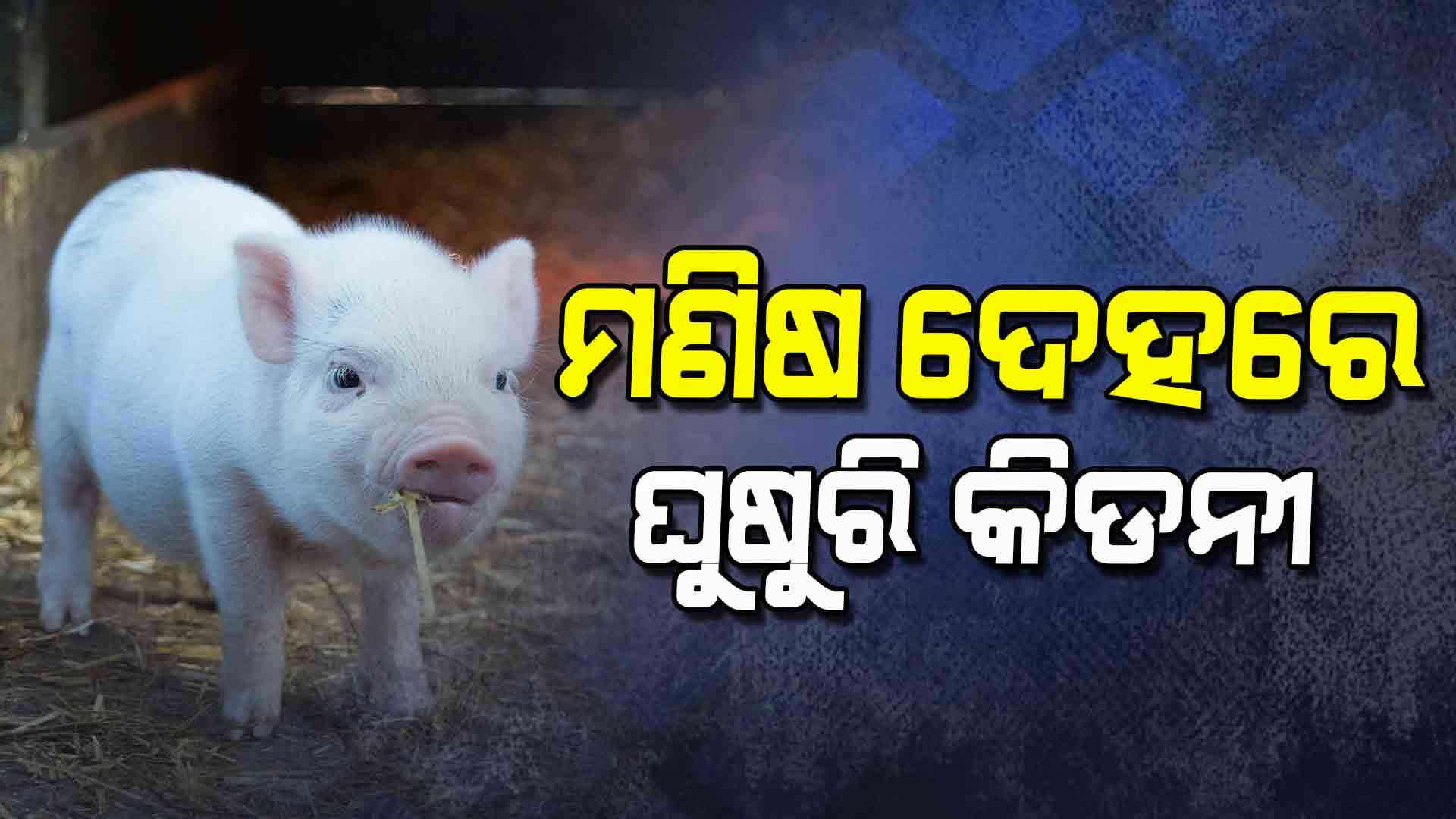 ବଦଳିଲା ଘୁଷୁରିର ଜିନ୍ 