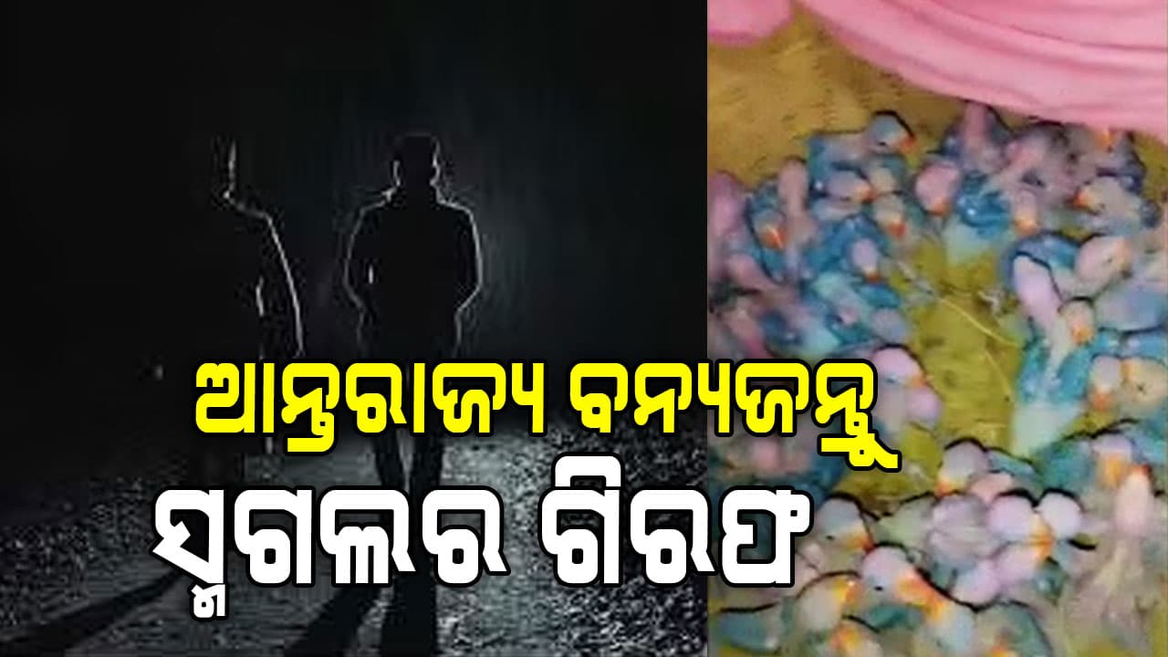 ୯୪ଟି ଶୁଆକୁ ବିକ୍ରି କରି ଗିରଫ ହେଲା ମୁନା