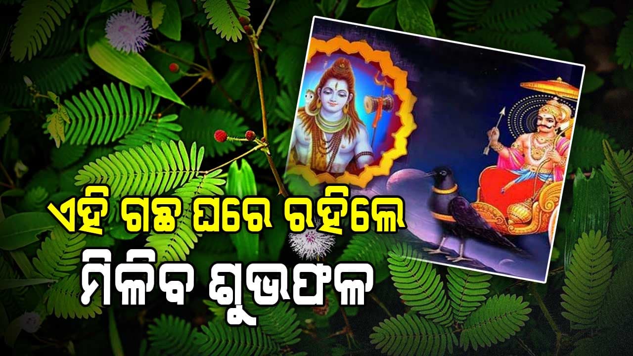 ଘରେ କେଉଁ ଗଛ ରହିଲେ, ଘରେ ହୋଇଥାଏ ଧନର ବର୍ଷା ଜାଣନ୍ତୁ 