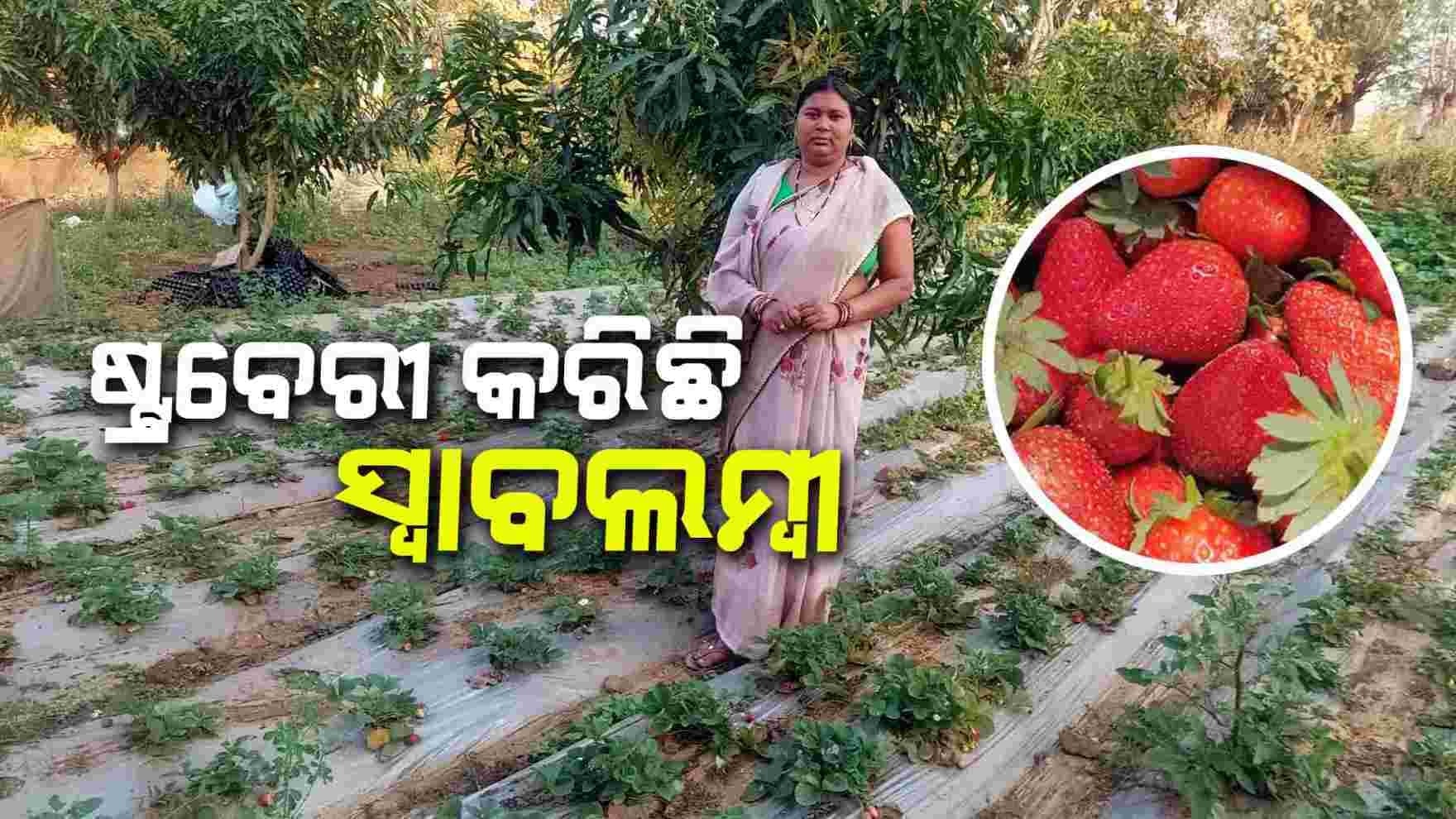 ମଫସଲ ମହିଳାଙ୍କୁ ସ୍ୱାବଲମ୍ବୀ କରିଛି ଷ୍ଟ୍ରବେରୀ ଚାଷ