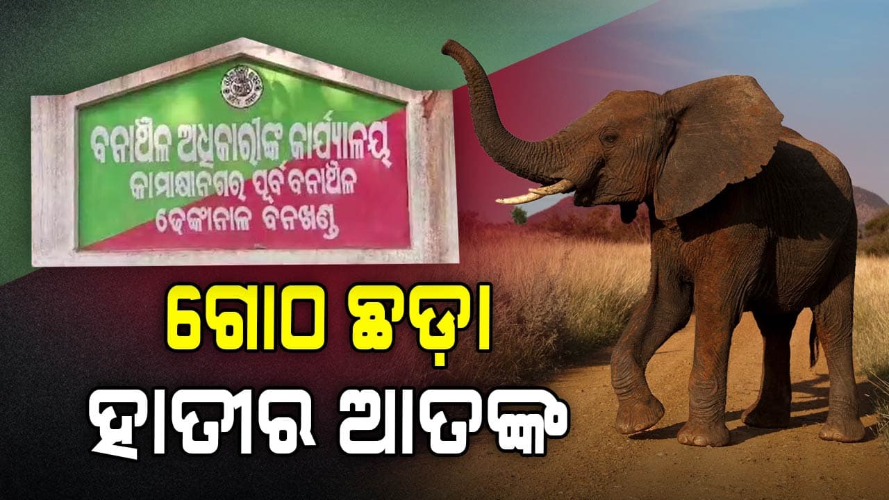 ଜାତୀୟ ରାଜପଥରେ ଆତଙ୍କ ସୃଷ୍ଟି ହାତୀ