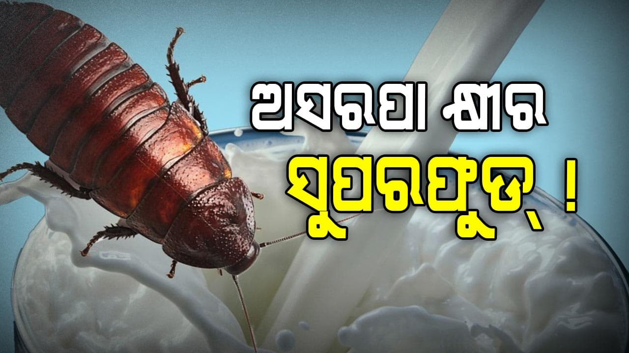 ଗାଈ କ୍ଷୀର ଅପେକ୍ଷା ୪ ଗୁଣା ଅଧିକ ପୁଷ୍ଟିକର ଅସରପା କ୍ଷୀର !