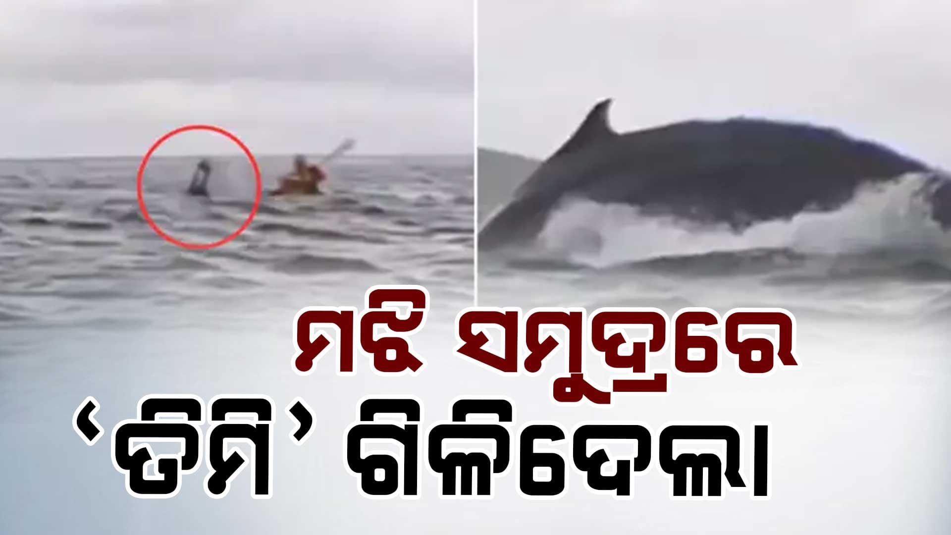 ସମୁଦ୍ରରେ ବୋଟିଂ ବେଳେ ଯୁବକଙ୍କୁ ଗିଳିଦେଲା 'ତିମି', ପୁଣି ଏମିତି ହେଲା ଚମତ୍କାର 