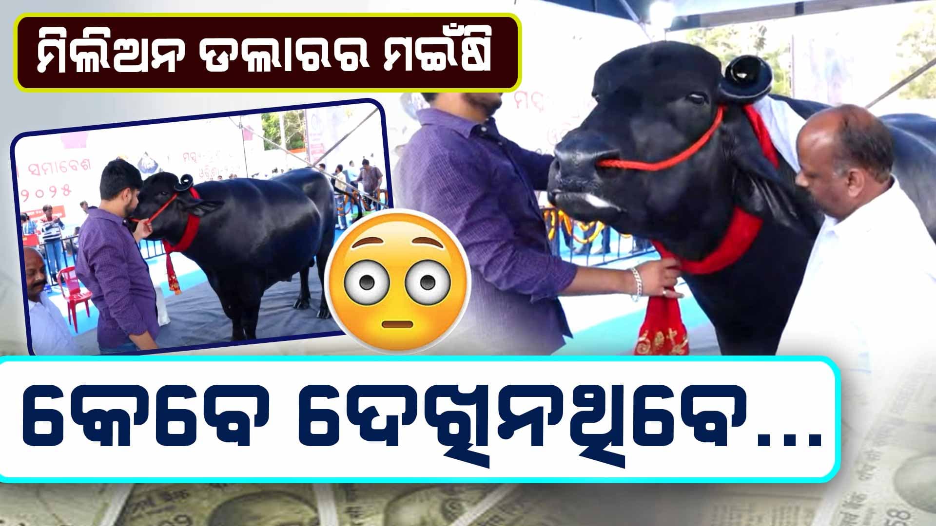 ମଇଁଷି ଦାମ୍ 35 କୋଟି; ଖାଉଛି କାଜୁ ବାଦାମ, ପିଉଛି କ୍ଷୀର