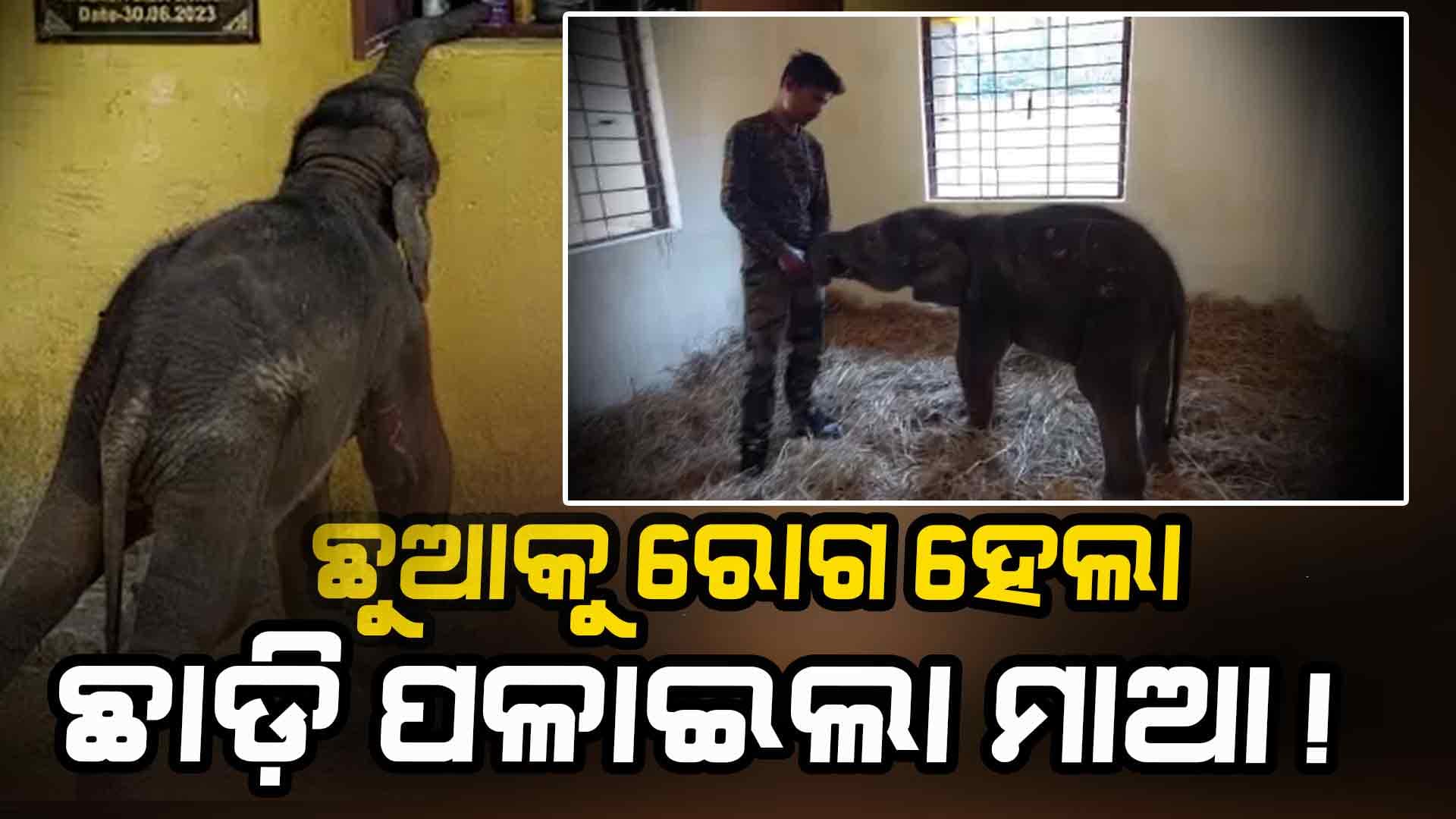 ରାମୁ ଡାକିଲେ ଚାହୁଁଛି... ଭୋକ ହେଲେ ଇଶାରା ଦେଉଛି, ଖାଉଛି ସେରଲାକ୍, ଲାକ୍‌ଟୋଜିନ୍‌...  