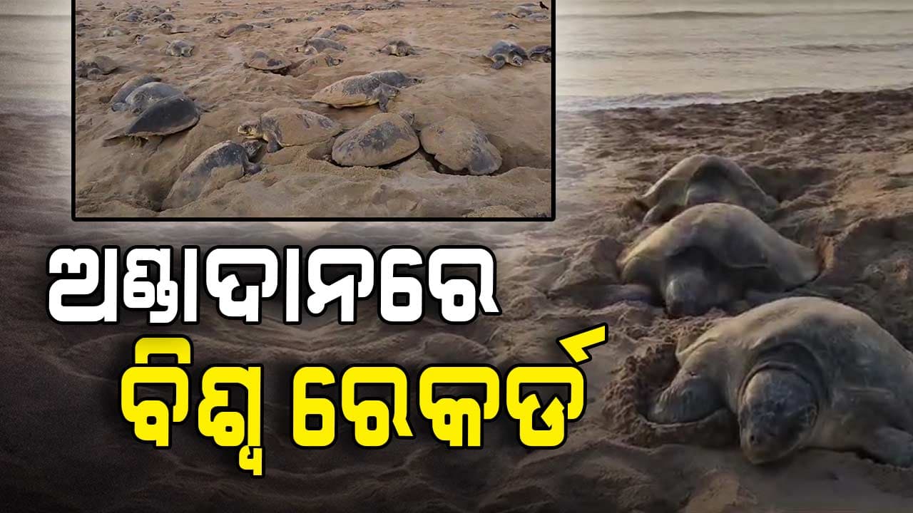 ଗହୀରମଥାକୁ ଟପିଲା ଋଷିକୂଲ୍ୟା: କଇଁଛଙ୍କ ଗଣ ଅଣ୍ଡାଦାନରେ ବିଶ୍ଵ ରେକର୍ଡ