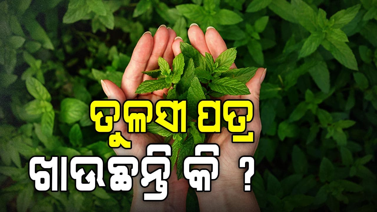 ସକାଳୁ ତୁଳସୀ ପତ୍ର ଖାଇଲେ କଣ ହୁଏ ?