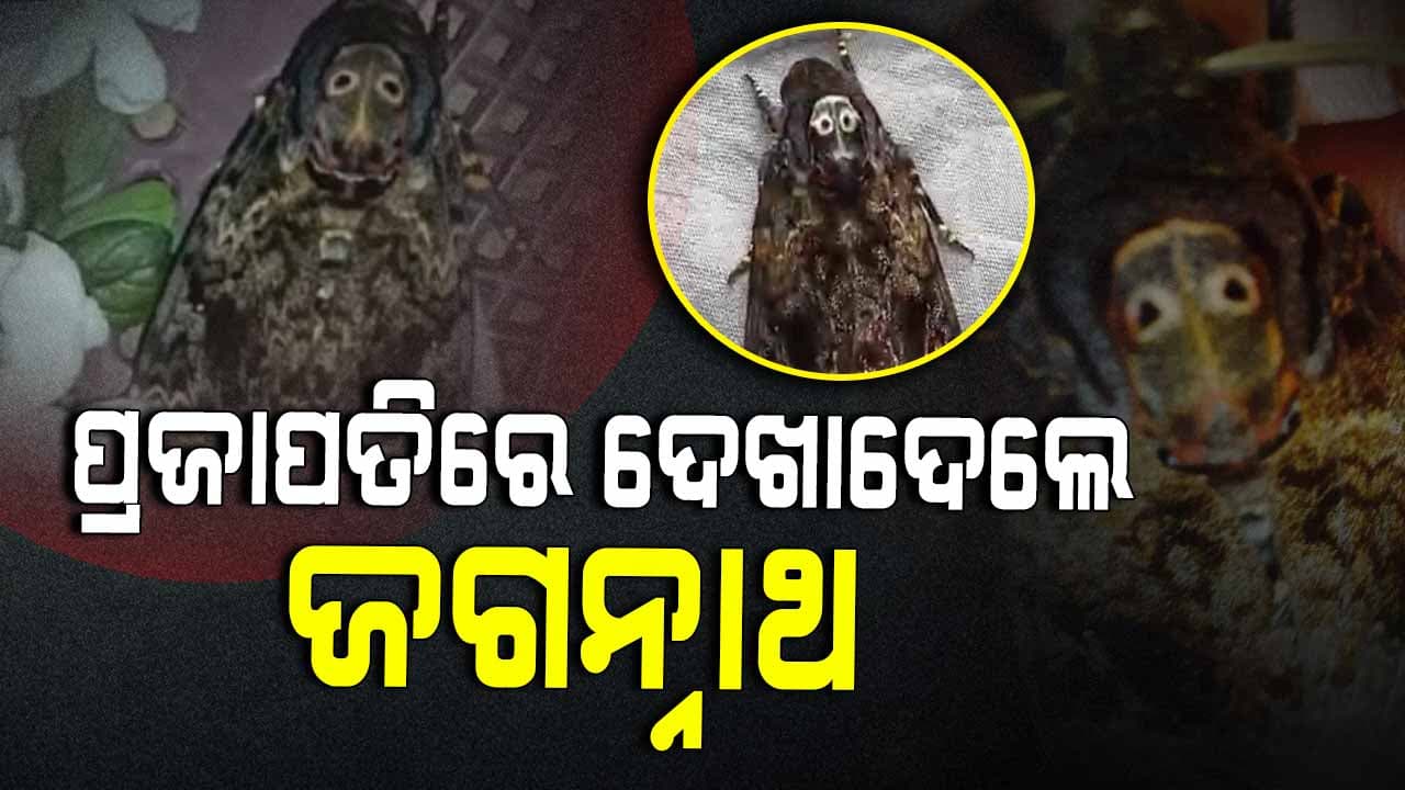 ପ୍ରଜାପତି ଦେହରେ ଦେଖାଦେଲେ ମହାପ୍ରଭୁ ଶ୍ରୀଜଗନ୍ନାଥ 