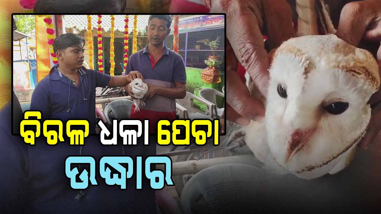 ବିରଳ ପ୍ରଜାତିର ପେଚା ଉଦ୍ଧାର ବିରଳ 