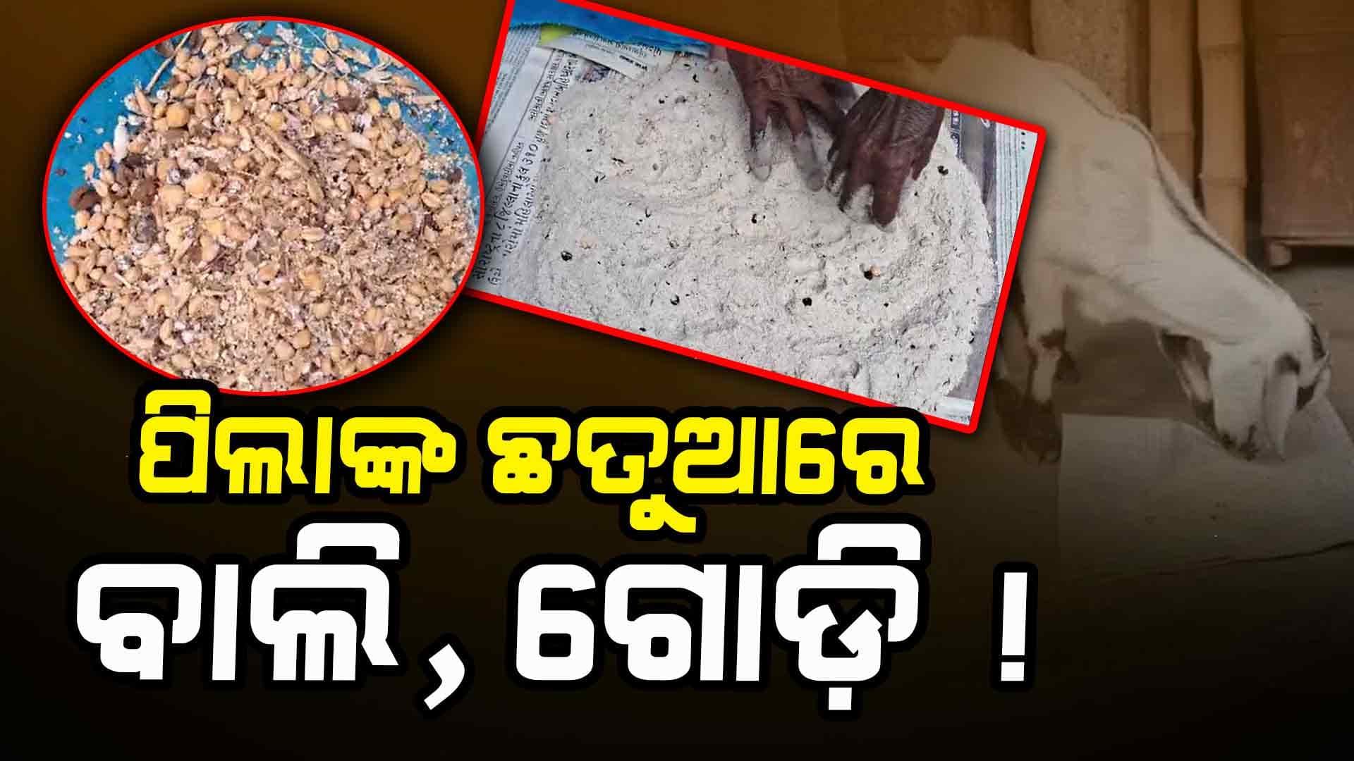 ଛତୁଆ ନାଁରେ ପିଲାଙ୍କୁ ପ୍ୟାକେଟ୍‌ରେ ମିଳୁଛି ବାଲି, ଗୋଡ଼ି ! କେବେ ଶୁଣିବ ପ୍ରଶାସନ ? 
