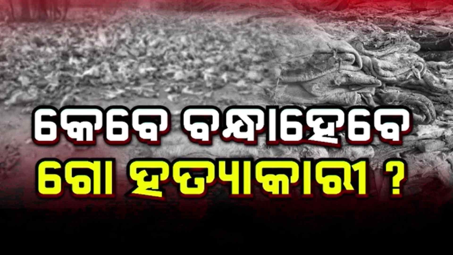 ତିଗିରିଆ ଗୋ ତସ୍କରୀ ଘଟଣାରେ ସାମ୍ନାକୁ ଆସୁଛି ସାଂଘାତିକ ପ୍ରମାଣ