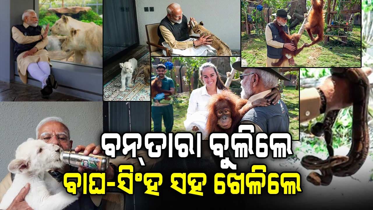 ବନ୍‌ତାରା ବୁଲିଲେ... ସିଂହ ଛୁଆକୁ କ୍ଷୀର ପିଆଇଲେ, ସାପ ବି ଧରିଲେ