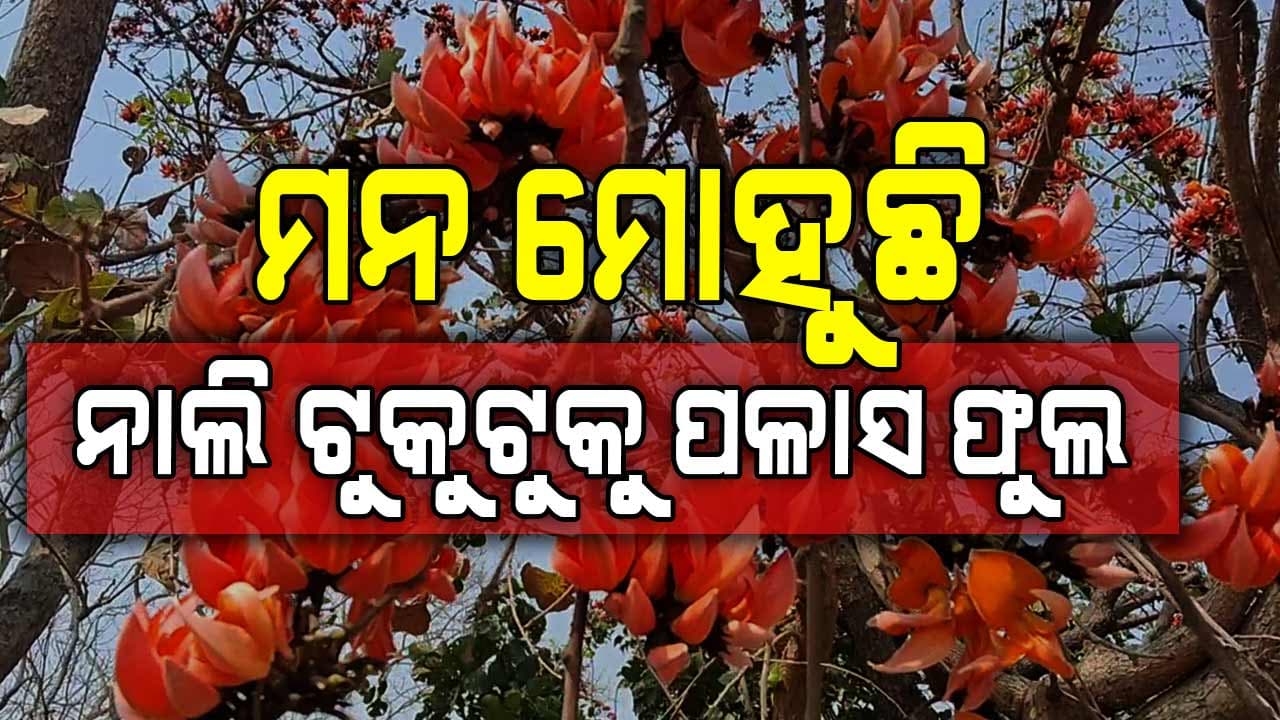 ଚୈତ୍ର ମାସରେ ପ୍ରକୃତି ରାଣିକୁ ଅପୂର୍ବ ସୌନ୍ଦର୍ଯ୍ୟରେ ବିମୋହିତ କରୁଛି ପଳାସ ଫୁଲର ସମ୍ଭାର
