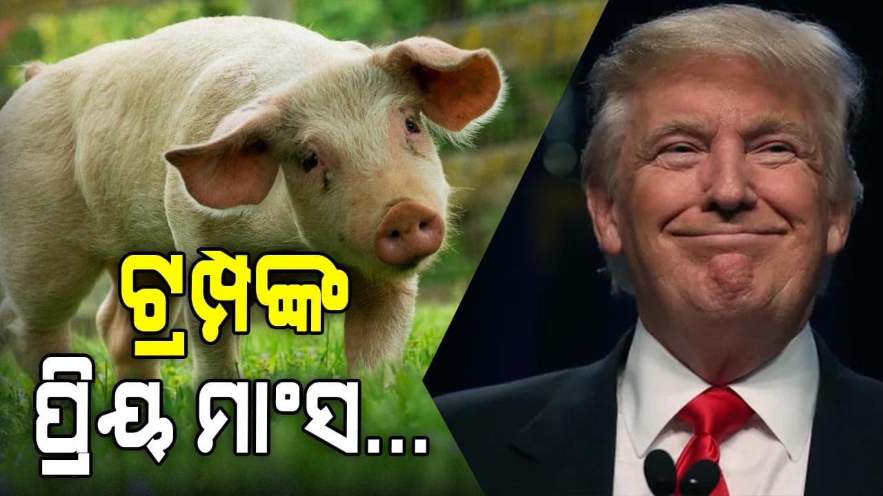 କେଉଁ ସମୟରେ ଘୁଷୁରୀ ମାଂସ ଖାଇବାକୁ ପସନ୍ଦ କରନ୍ତି ଟ୍ରମ୍ପ ?